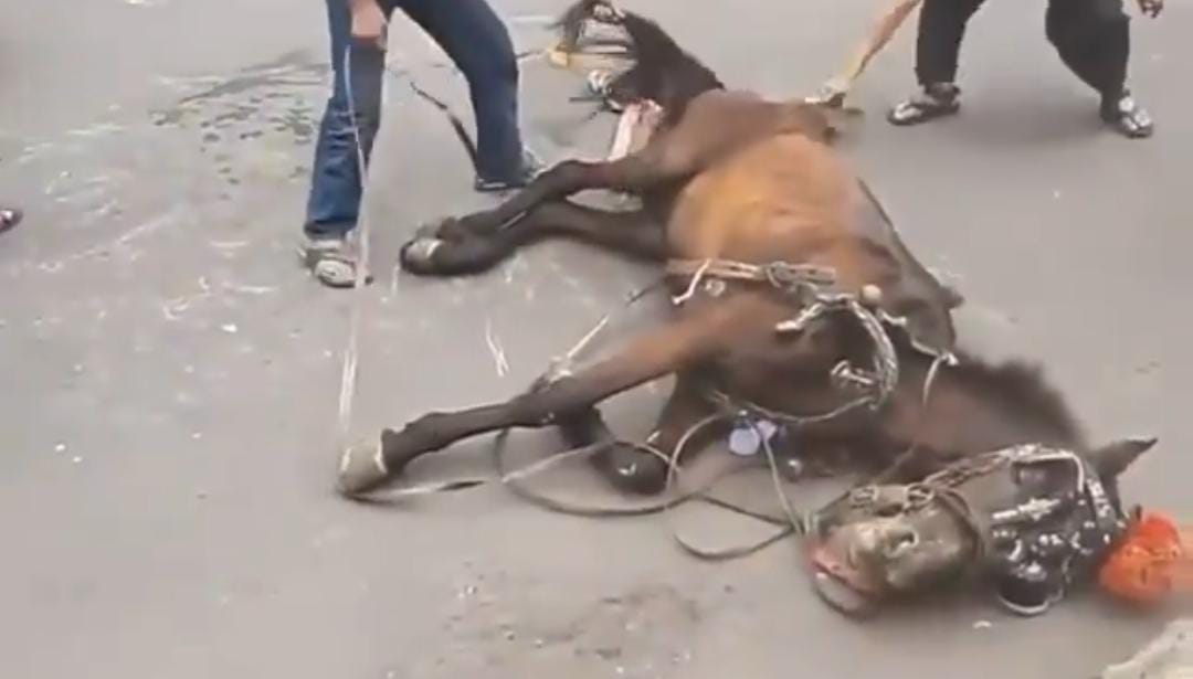 Viral Kuda Delman Kelelahan di Jalan Sampai Jatuh, Begini Faktanya!