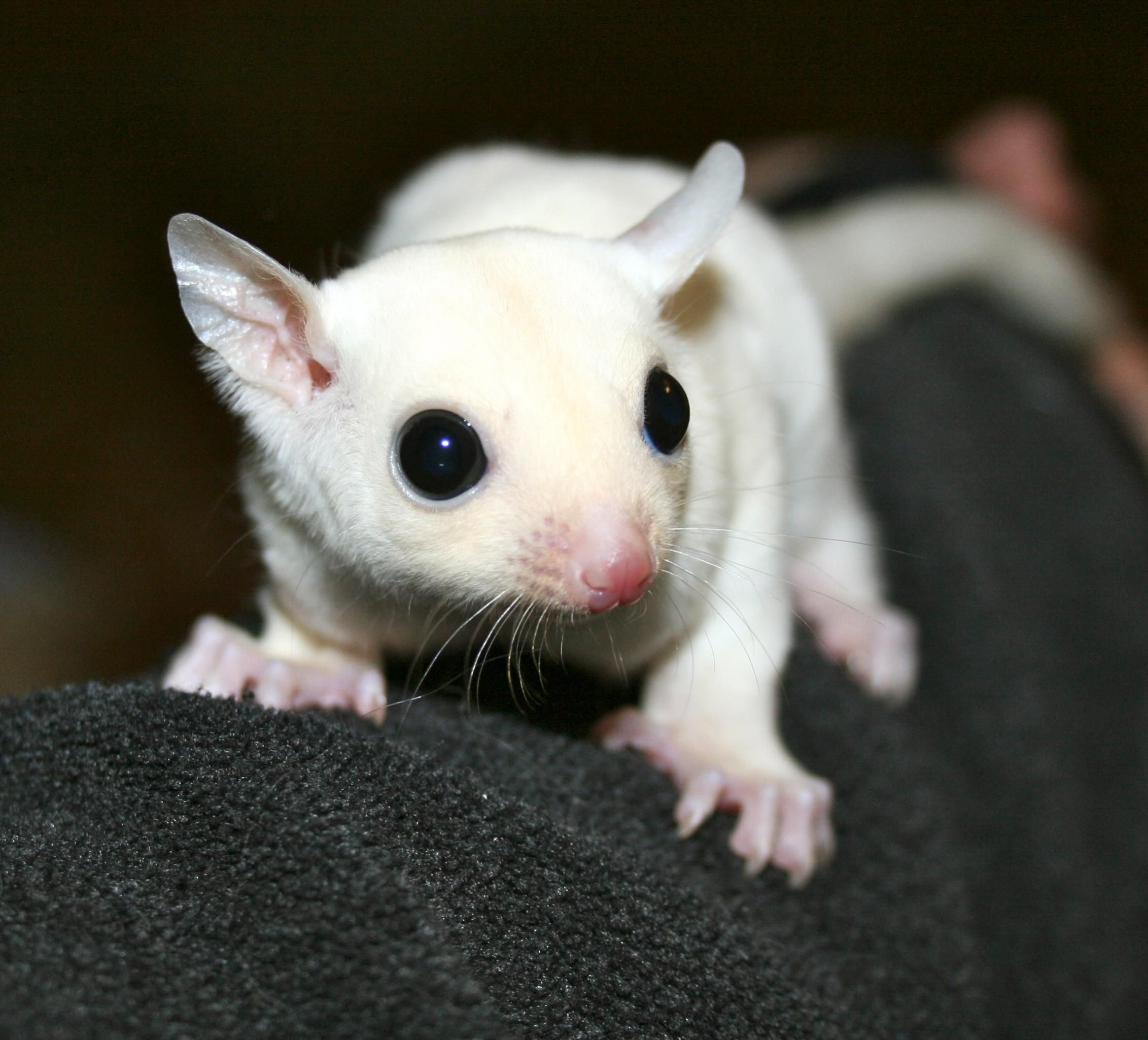 1612514256-Sugar-Glider-Leucistic-Pinterest-Michelle-Linter.jpg