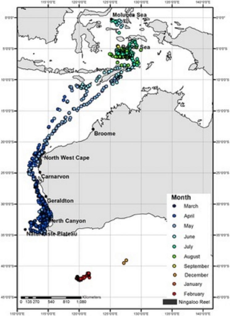 1613978535-Peta-pergerakan-migrasi-paus-tiap-bulannya.jpeg