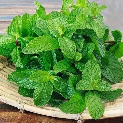 1614008868-daun-mint.jpg