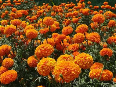 1614009208-daun-Marigold.jpg