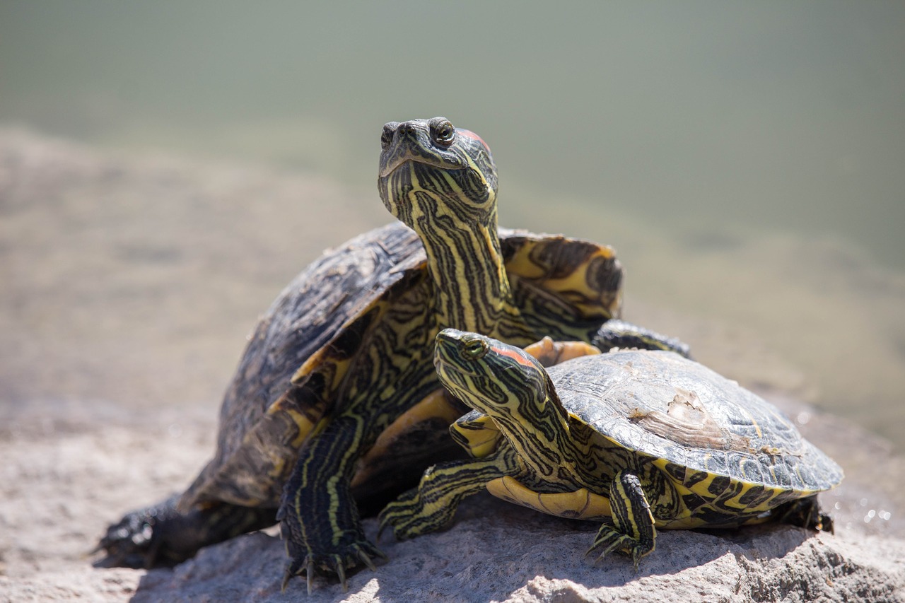 Rekomendasi 4 Jenis Kura-kura yang Bisa Kamu Pelihara di Rumah