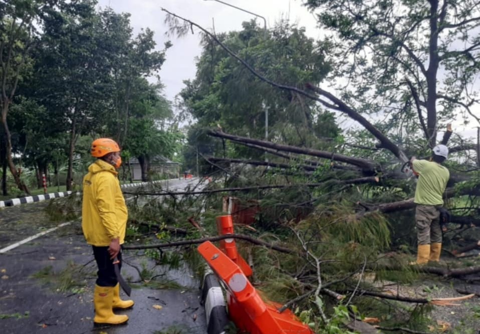 1617610233-pohon-tumbang-DIY.JPG