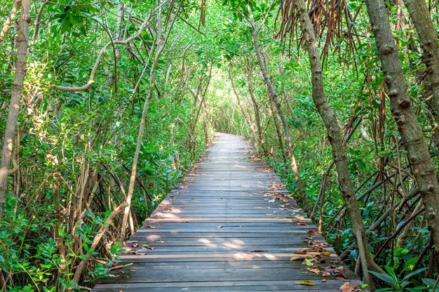 YKAN Ajak Masyarakat untuk Melindungi Hutan Mangrove 