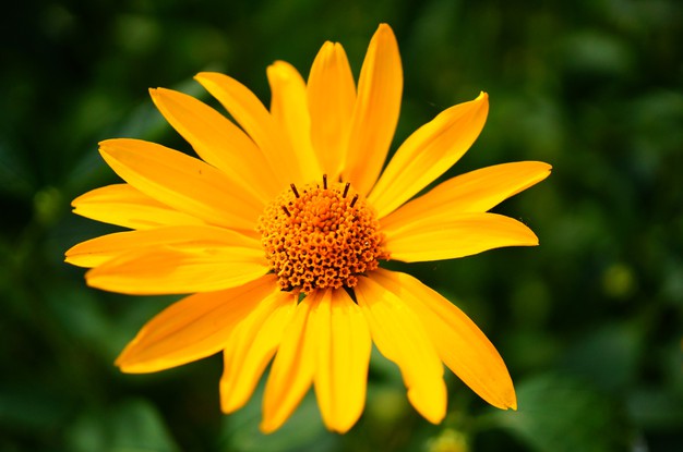 1625553112-bunga-matahari---freepik-wirestock.jpg