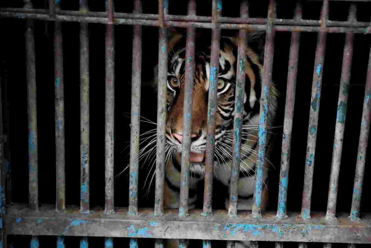 Sempat Alami Gejala, 2 Harimau Sumatra di Ragunan Sembuh dari Corona