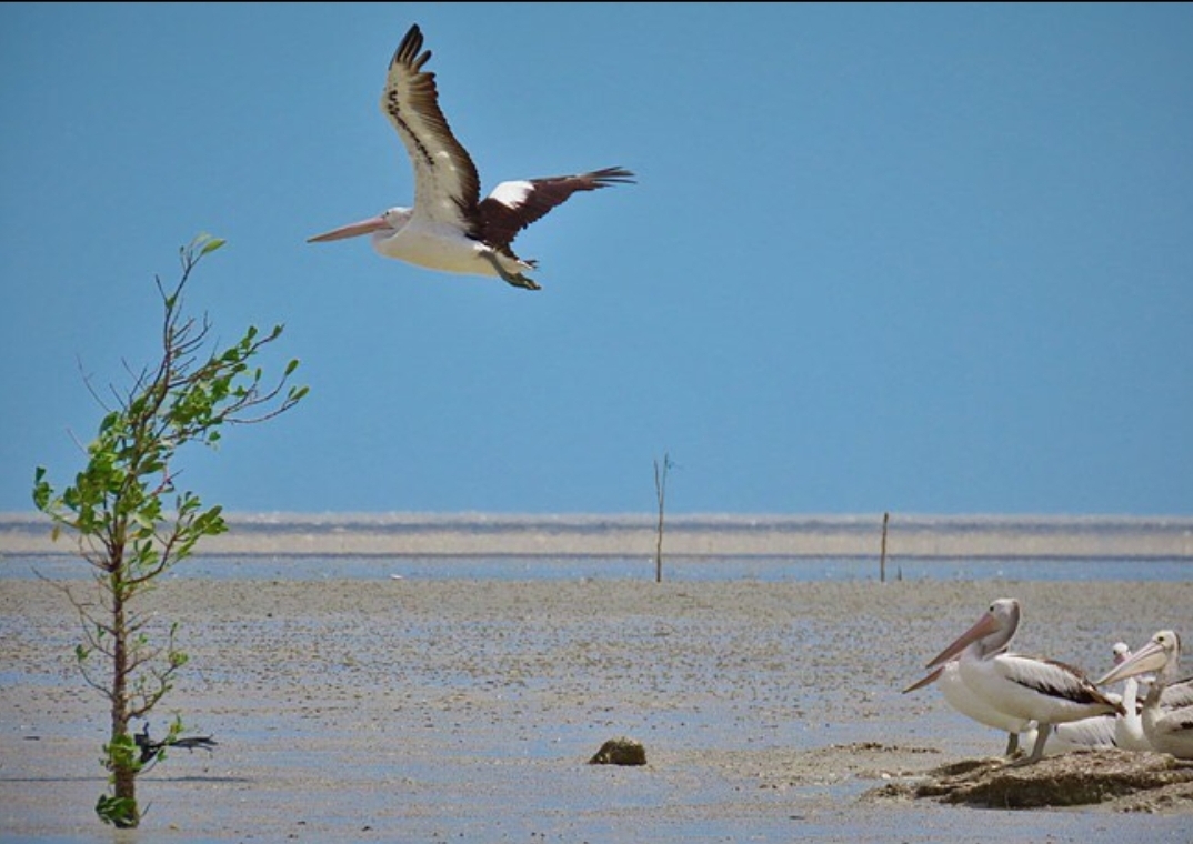 1629450987-Burung-migran-di-pantai-ndalir.jpg