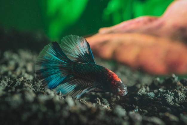 5 Makanan Ikan Cupang agar Warnanya Tetap Terjaga