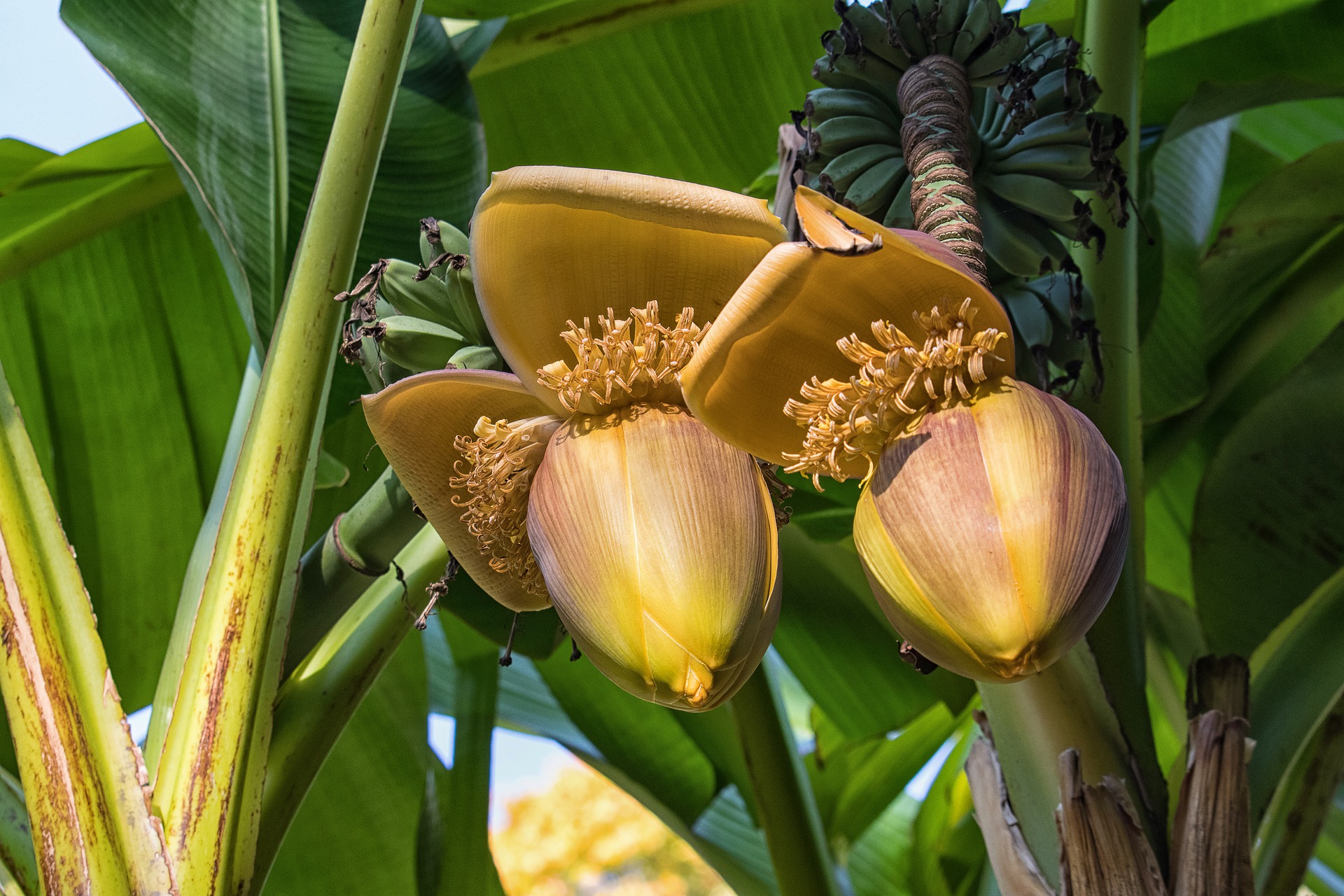 Где растут бананы дерево. Банановая Пальма цветет. Банановое дерево. Растение банановое дерево. Цветение бананового дерева.