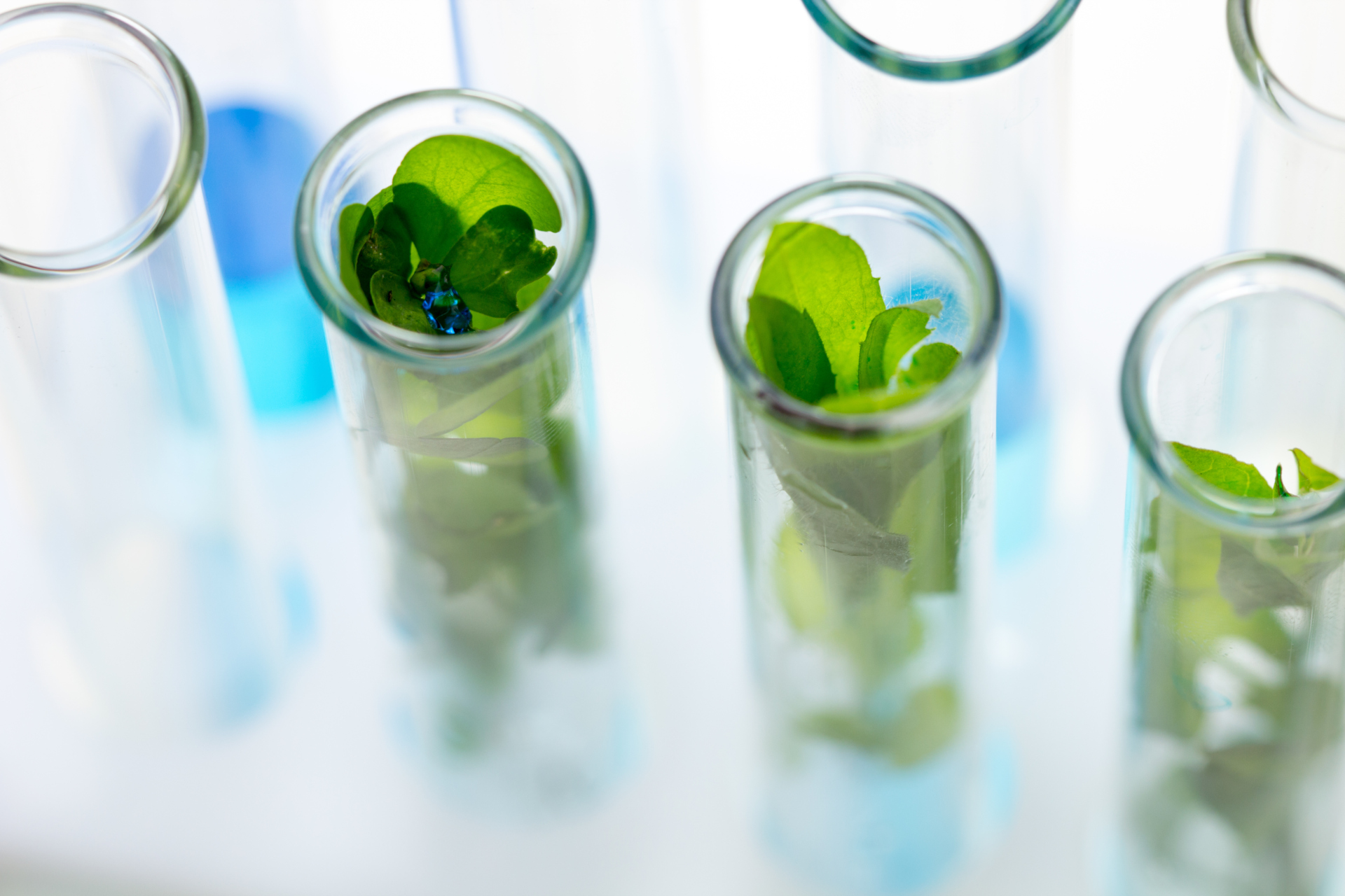 1636875022-green-fresh-plant-in-test-tube-with-blue-water-in-laboratory.jpg