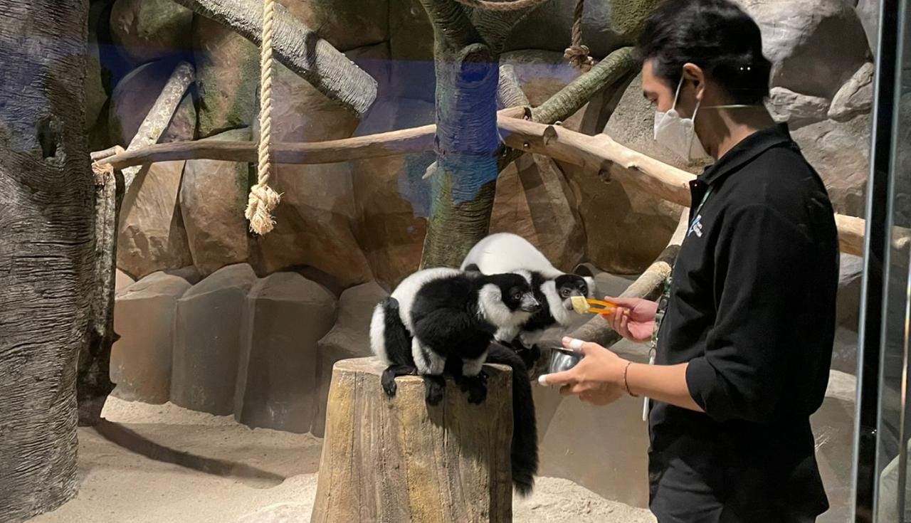 Berkenalan dengan Lemur Madagaskar, Penghuni Baru Jakarta Aquarium