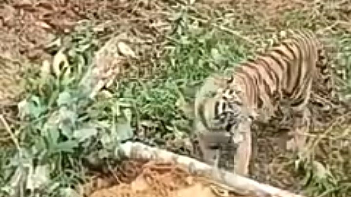 Viral! Harimau Adang Alat Berat di Pasaman Barat, Ini Kata BKSDA