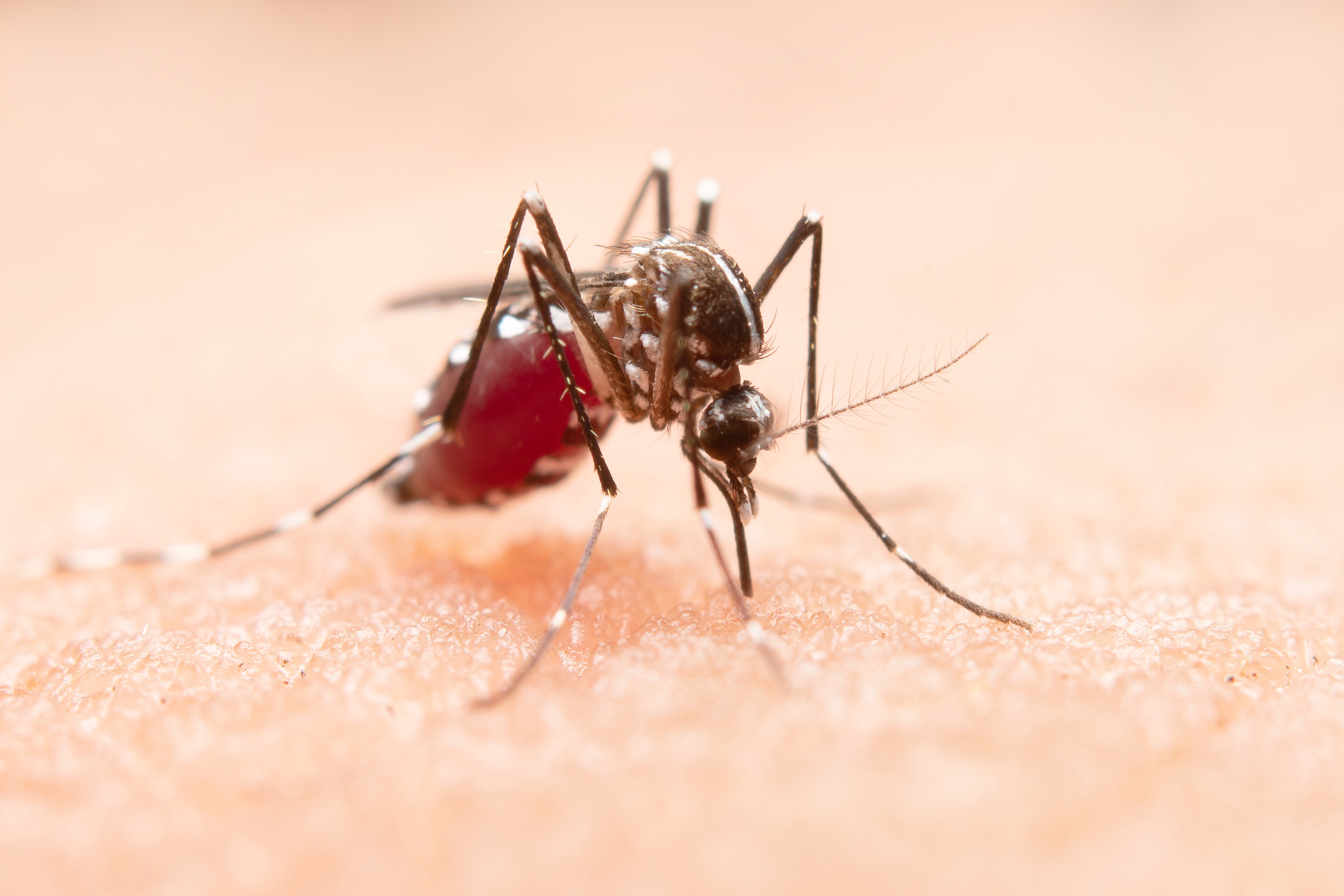 Simak, 5 Cara Basmi Nyamuk di Rumah Tanpa Bahan Kimia