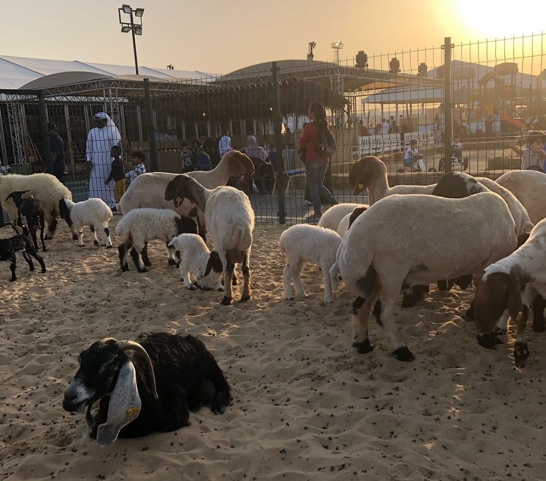 Festival Halal Qatar Ke-10 Digelar, Tampilkan Domba dan Kambing Tercantik