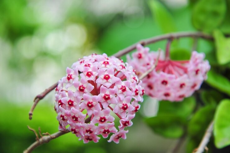 1646707368-foto-4-hoya.jpg