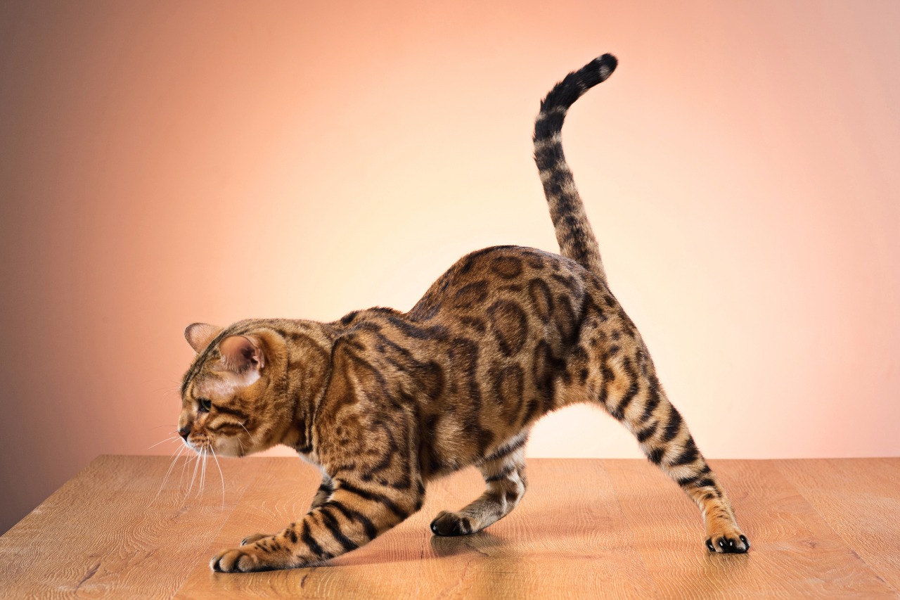 1647917034-Bengal-Cat.jpeg