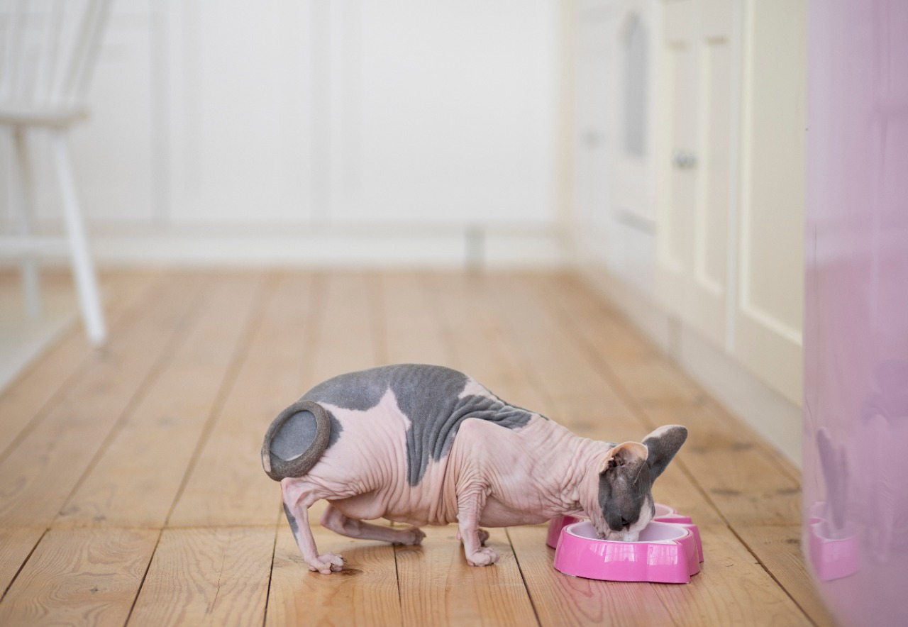 1647917040-Sphynx.jpeg