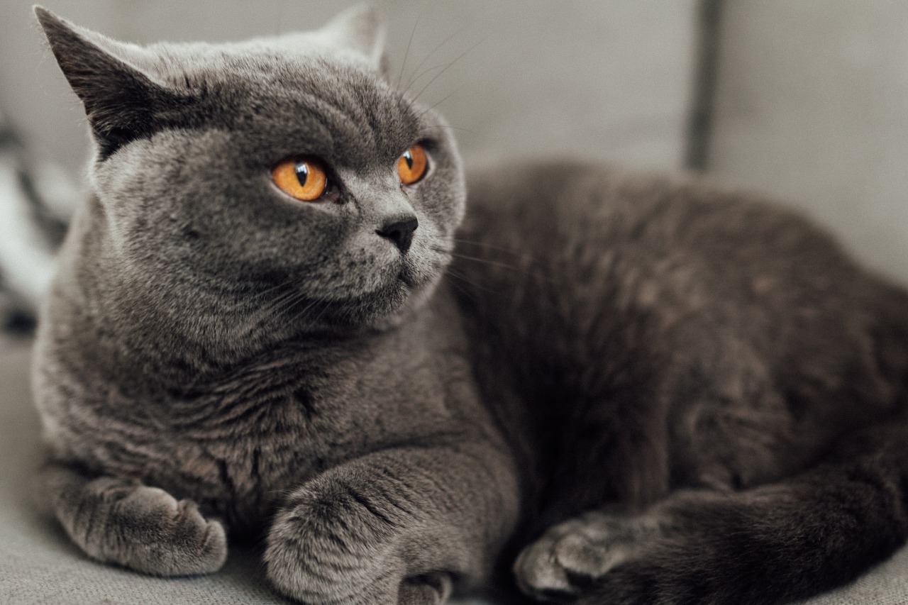 1647917046-British-Shorthair.jpeg