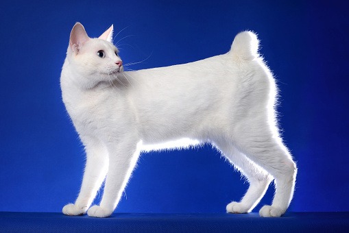1647917058-Japanese-Bobtail.jpeg