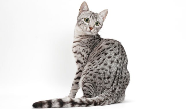 1647917073-Egyptian-Mau.jpeg