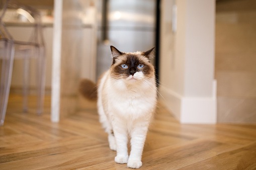 1647917078-Ragdoll.jpeg