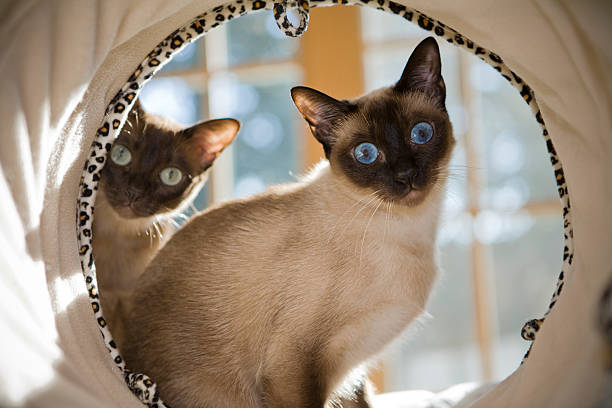 12 Jenis Kucing Populer Dunia, Ada Siamese hingga Manx