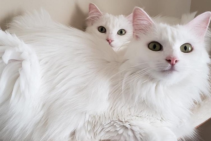 1647917096-Angora.jpeg