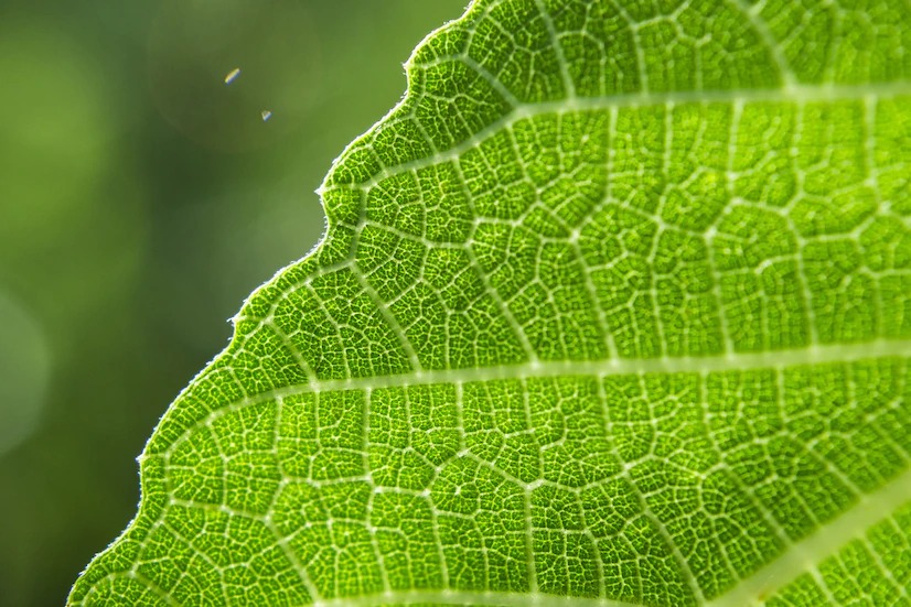 1648697759-foto-3-wirestock-freepik-fotosintesis.jpg