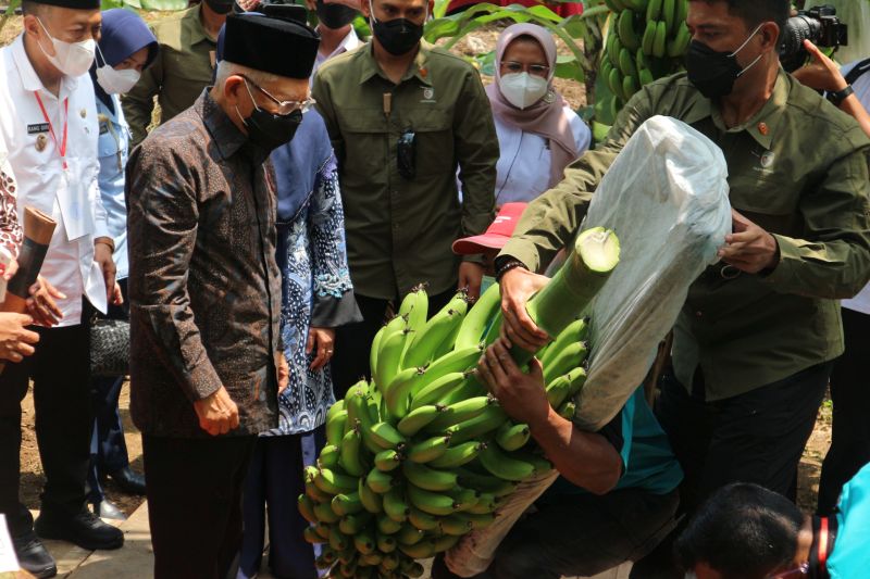 Jubir Klarifikasi soal Ucapan Wapres Makan 2 Pisang Sudah Kenyang