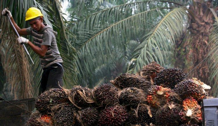 MUTU Siap Dukung Industri Kelapa Sawit Raup Untung Lewat Bursa CPO
