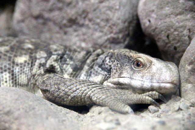 4 Pria di India Perkosa Biawak, Lalu Dibunuh dan Memakannya