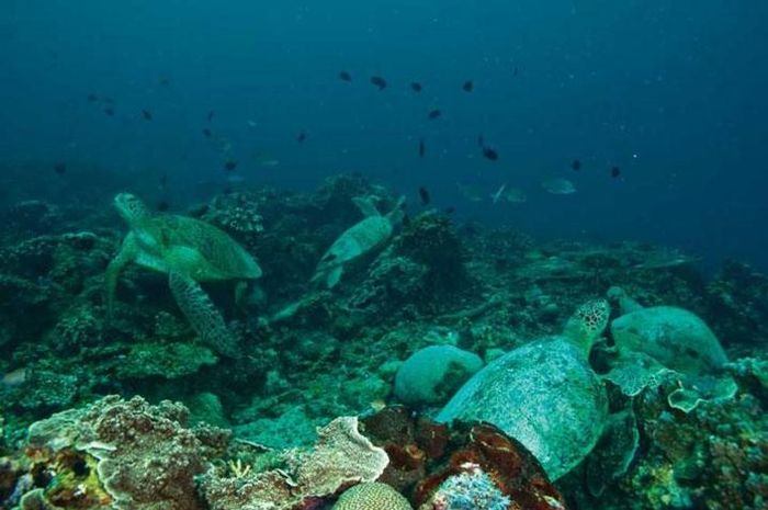 1652176341-penyu-hijau-pulau-maratua.jpg