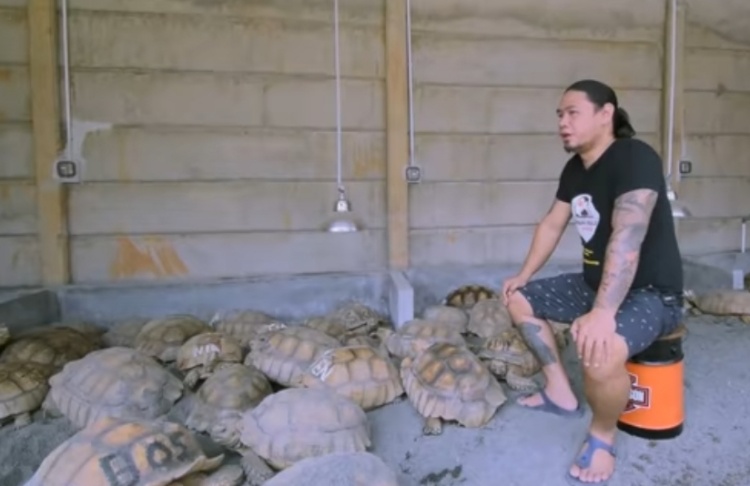 Pria di Jakbar Panen Uang dari Ternak Kura-kura Sulcata