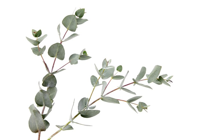 5 Manfaat Daun Eucalyptus Buat Kesehatan 