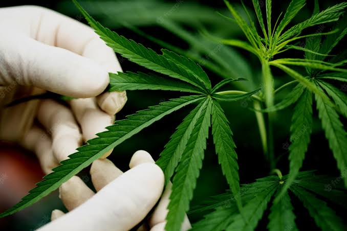 Penggunaan Ganja Meningkat, PBB Ungkap Beberapa Sebabnya