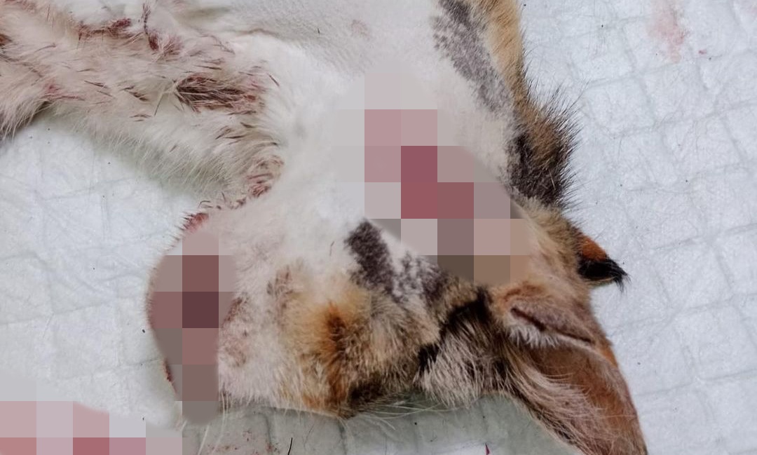 Viral Banyak Kucing Mati Ditembak di Sesko TNI Bandung, Begini Faktanya