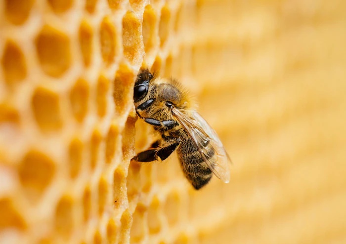 Rahasia Kulit Terhidrasi dan Ternutrisi Ada di 'Bee Power' 