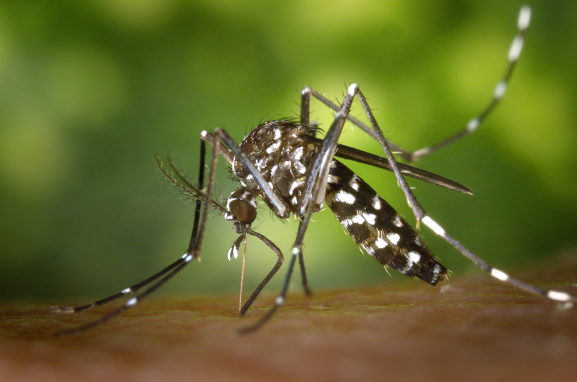 Musim Hujan Tiba, Waspada 5 Penyakit Akibat Nyamuk!