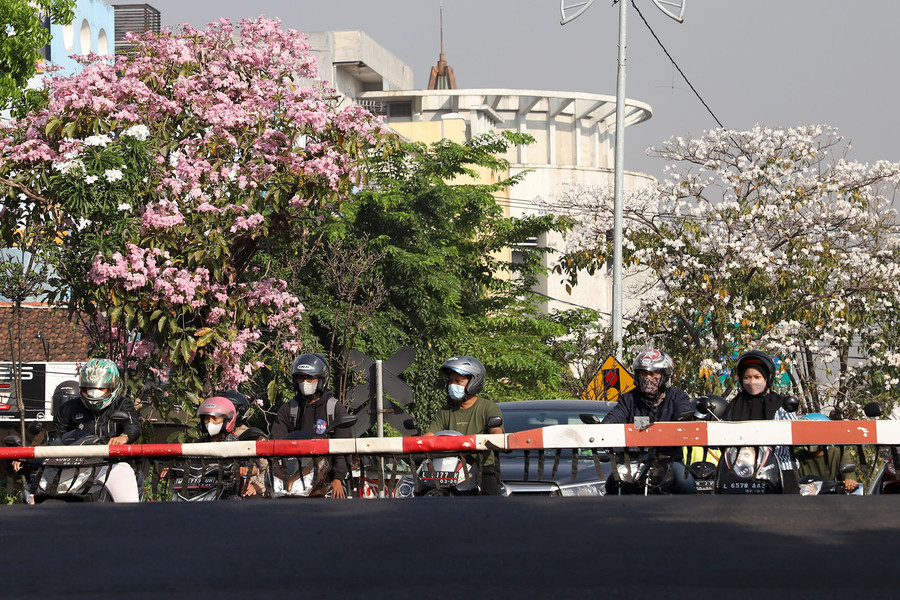 Bunga Tabebuya Kembali Mekar, Percantik Jalanan di Kota Surabaya