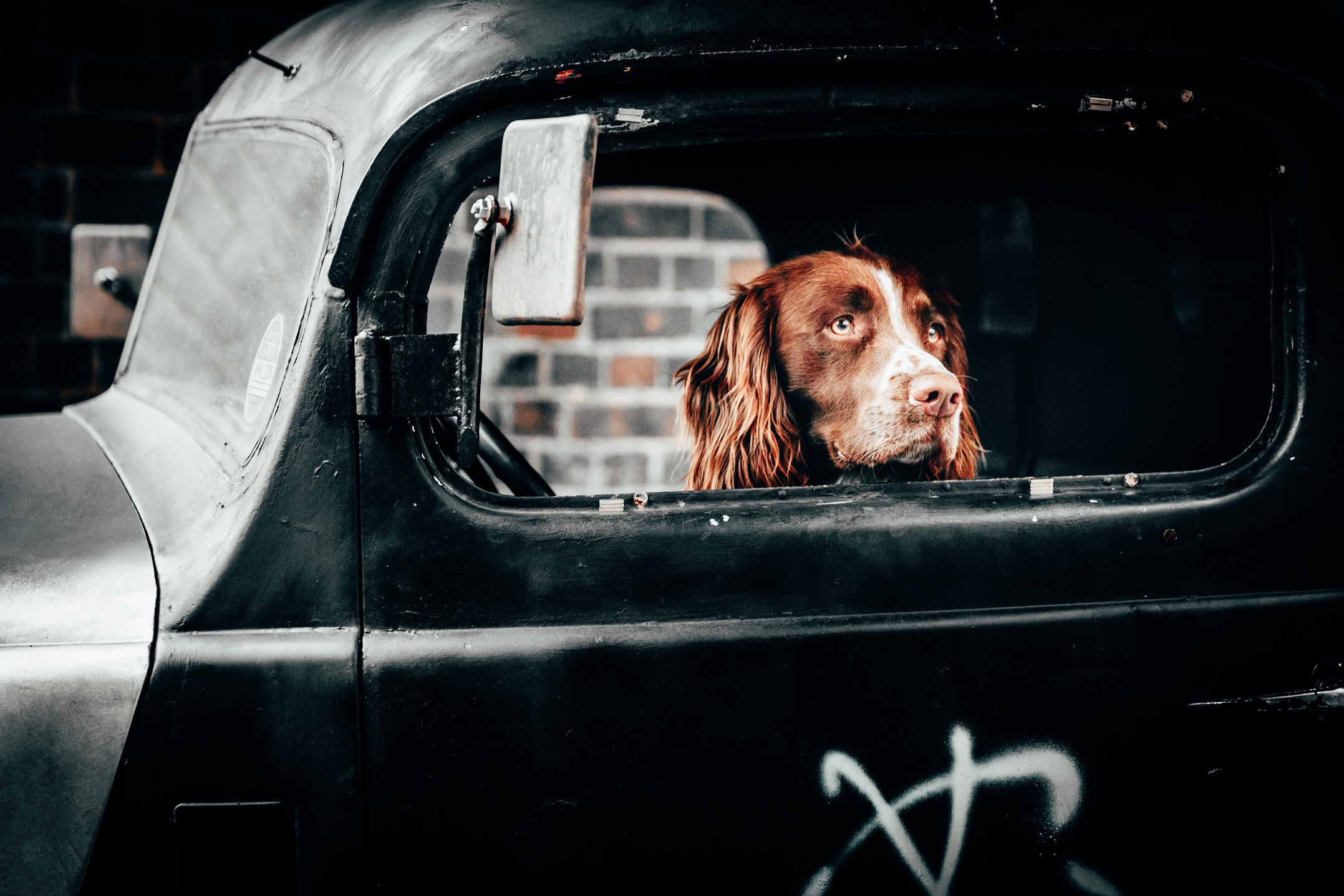 Penelitian: Lagu Reggae Bisa Tenangkan Anjing yang Stres saat Perjalanan