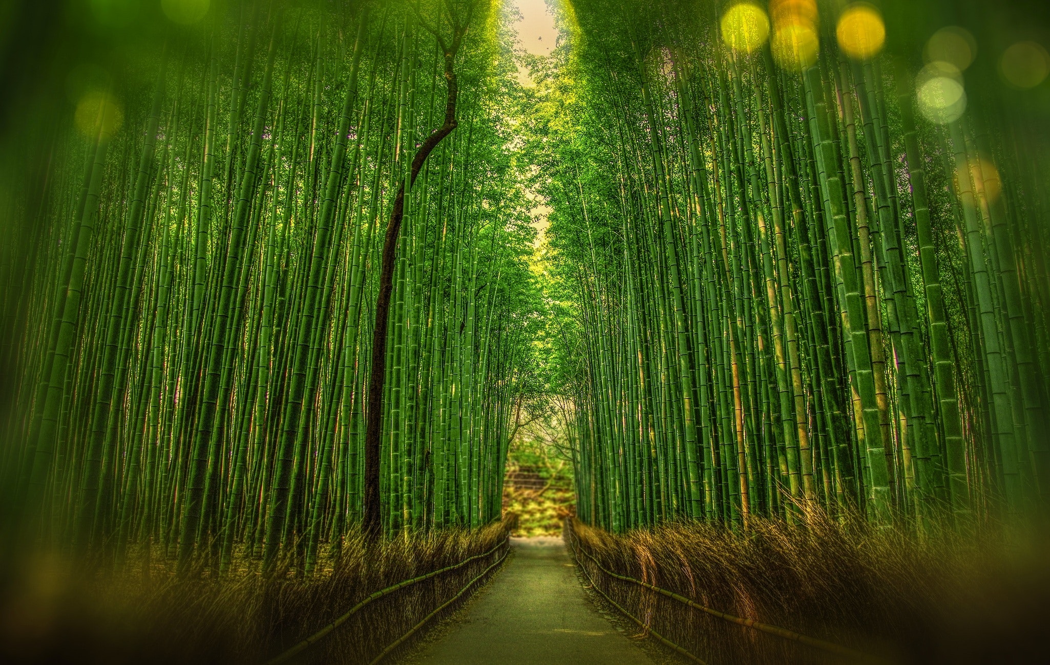 Khasiat Bambu untuk Kesehatan Kulit, Bisa Jadi Bahan Detox Alami