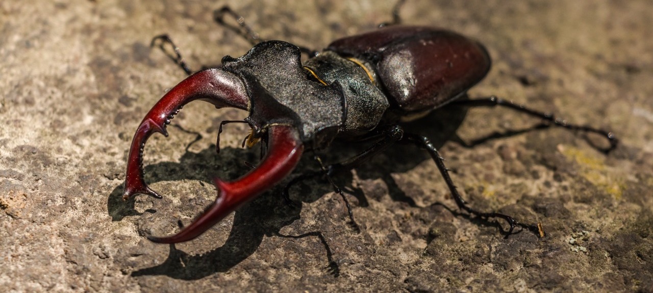 Hobi Unik Pelihara Kumbang, Jadi Ajang Nostalgia Masa Kecil