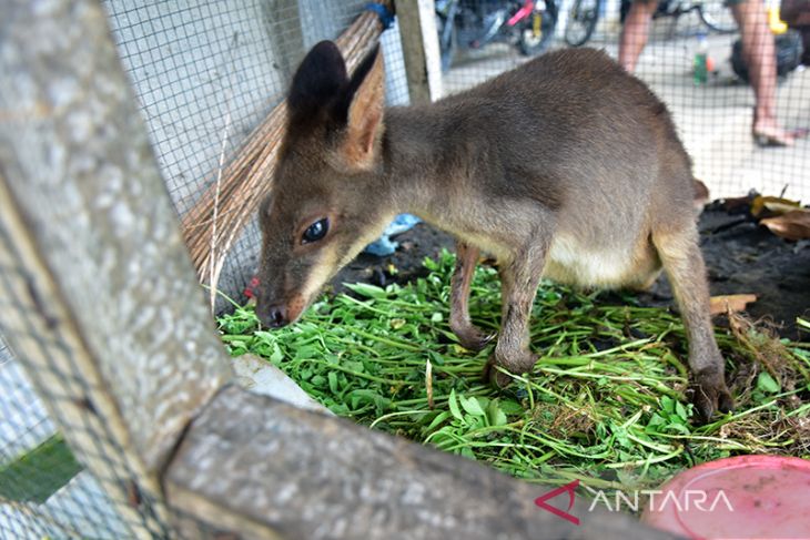 Lestarikan Kanguru Mini di Maluku Tenggara Lewat 'Festival Meti Kei'