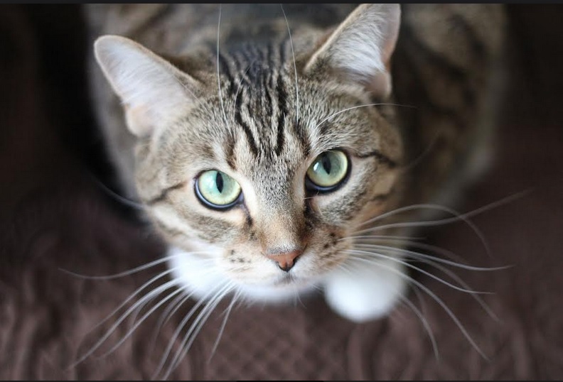 Viral Kucing Hermafrodit, Benarkah Termasuk Spesies Langka?