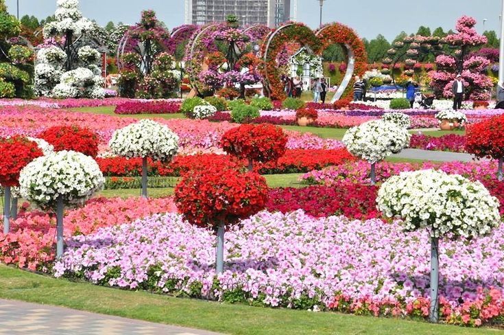 1671014960-Dubai-miracle-garden.JPG