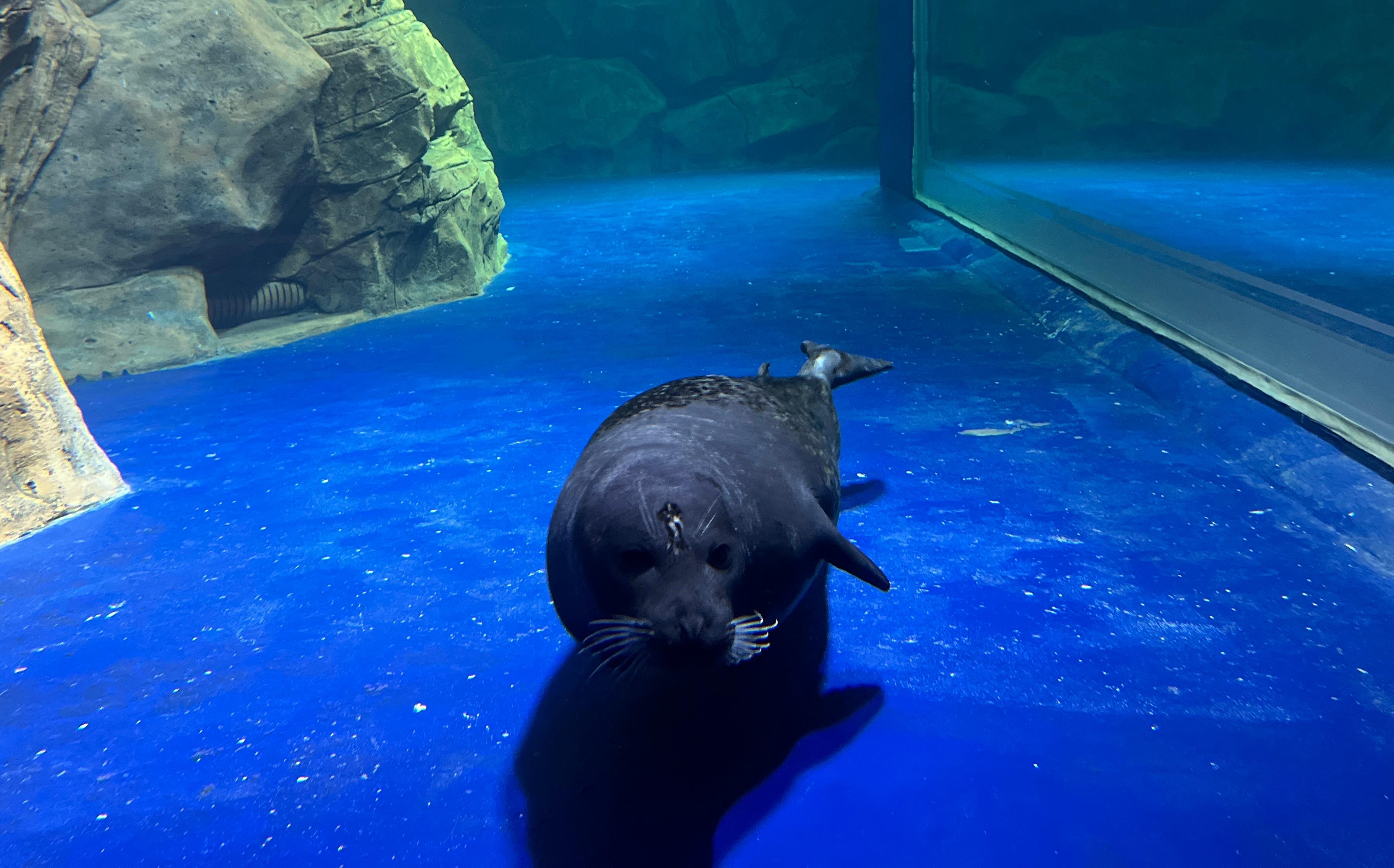 Satwa Akuatik ‘Seal’ Siap Pukau Pengunjung Jakarta Aquarium & Safari