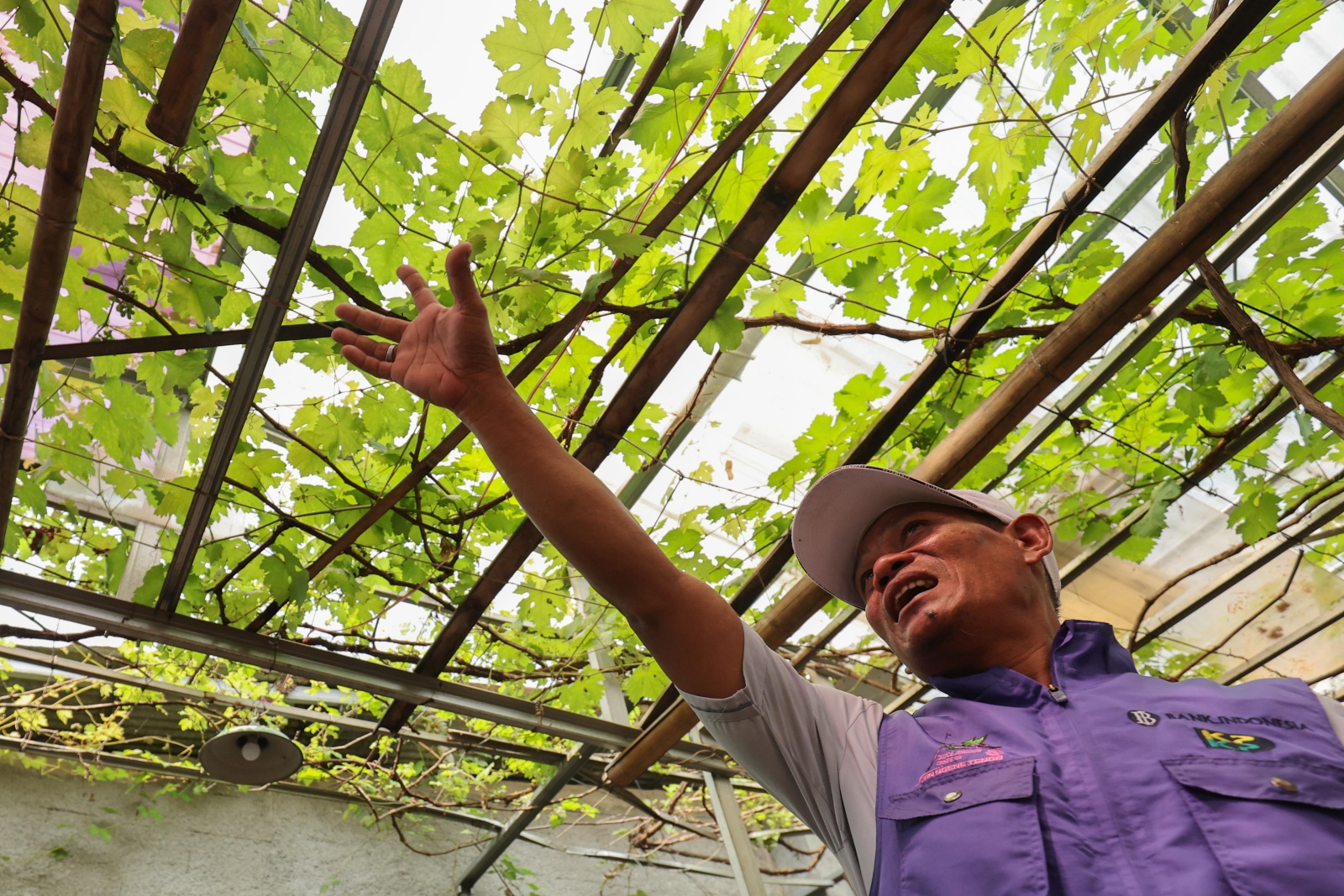 Urban Farming di Kampung Anggur: Lingkungan Asri dan Punya Dampak Ekonomi